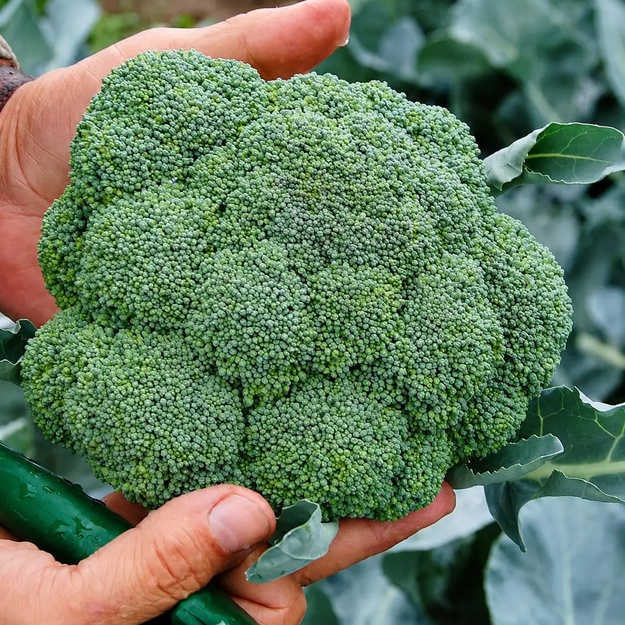 Brócoli Super Diamante F1