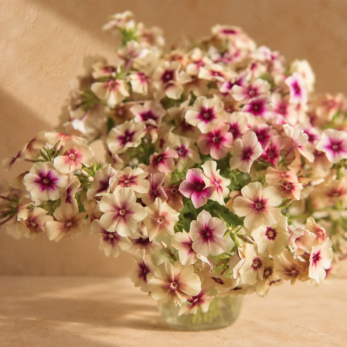 Phlox Cereza Caramelo
