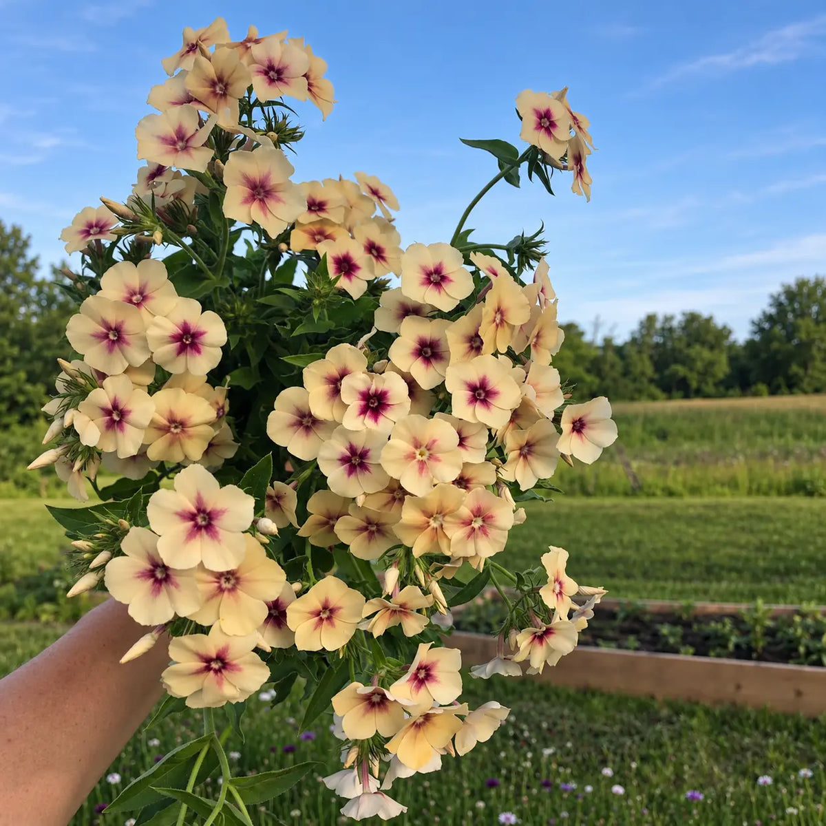 Phlox Cereza Caramelo