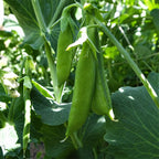 Chicharo Dulce SL 3123 -F1