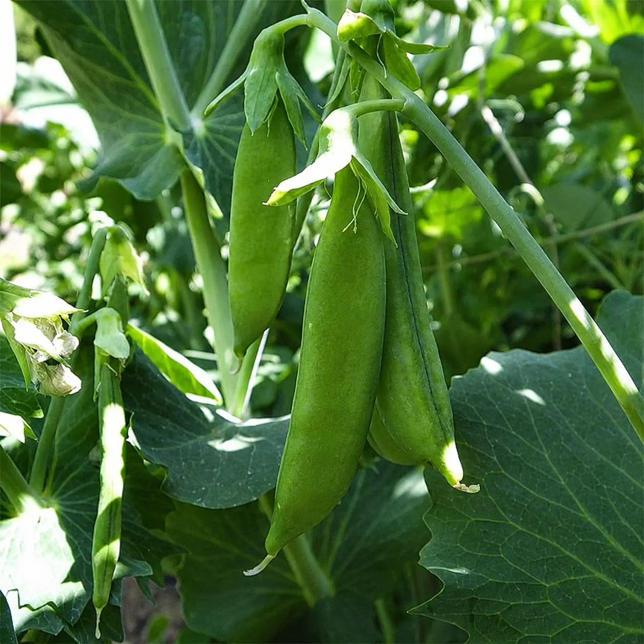 Chicharo Dulce SL 3123 -F1