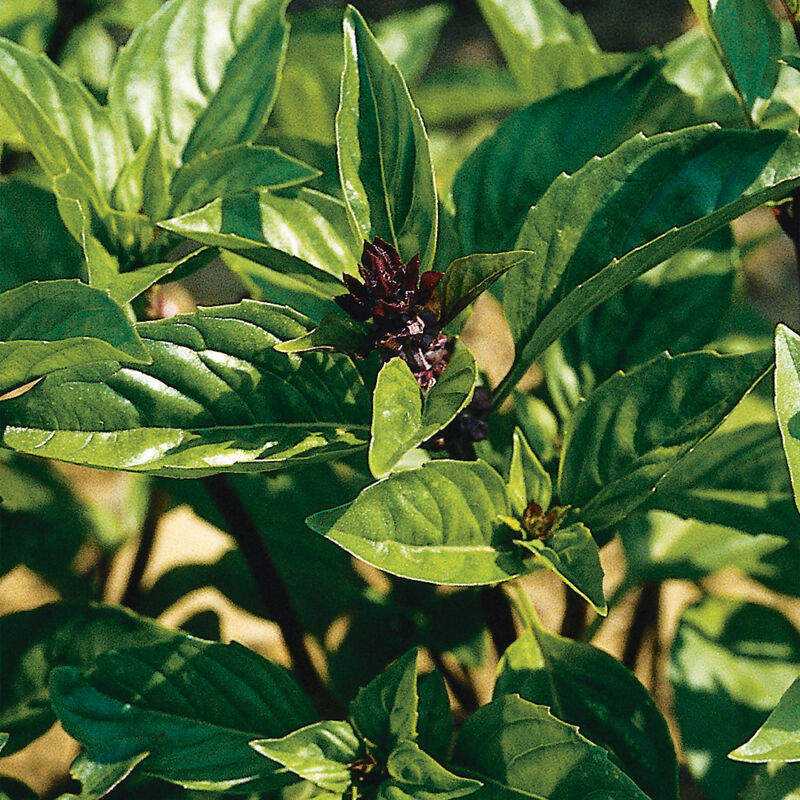 Albahaca Basil Cinnamon