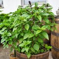 Albahaca Basil Cinnamon
