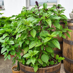 Albahaca Basil Cinnamon