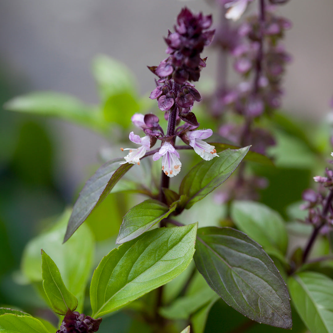 Albahaca Basil Cinnamon