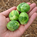 Col de Bruselas Attis F1