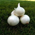 Cebolla Crystal Long White