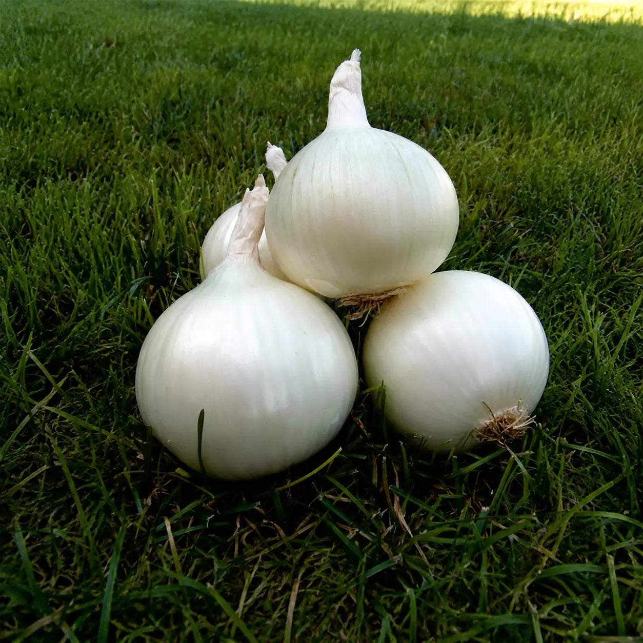 Cebolla Crystal Long White