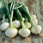 Cebolla Crystal Long White