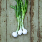 Cebolla Crystal Long White