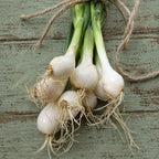Cebolla Crystal Long White