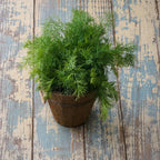 Eneldo Dill Bouquet