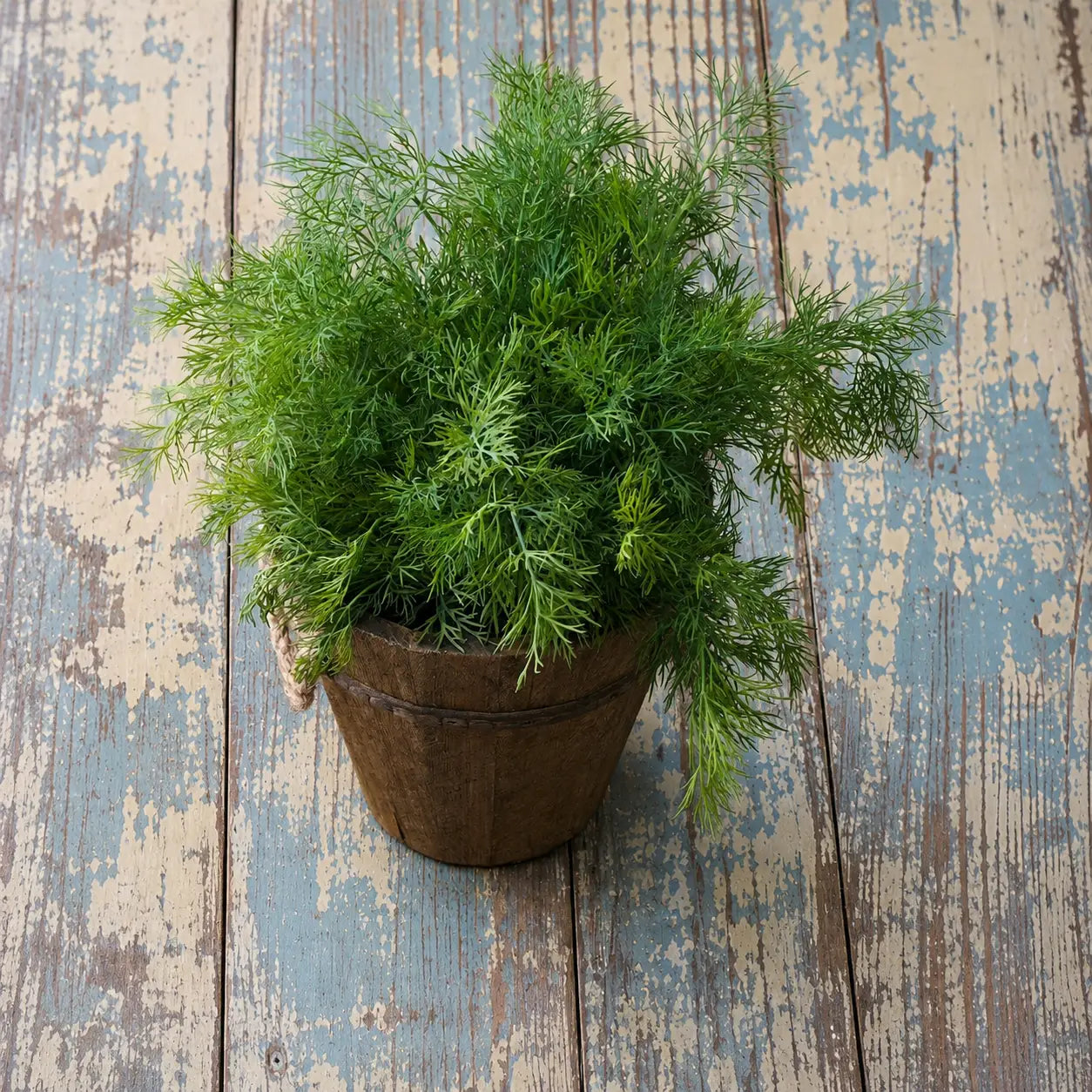 Eneldo Dill Bouquet