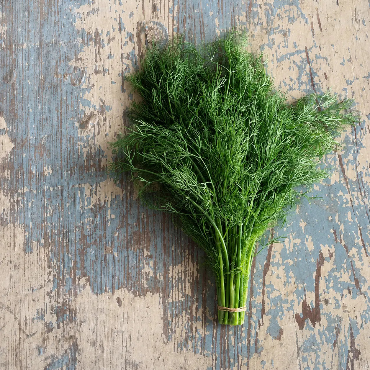 Eneldo Dill Bouquet
