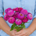 Zinnia Carmín Oklahoma