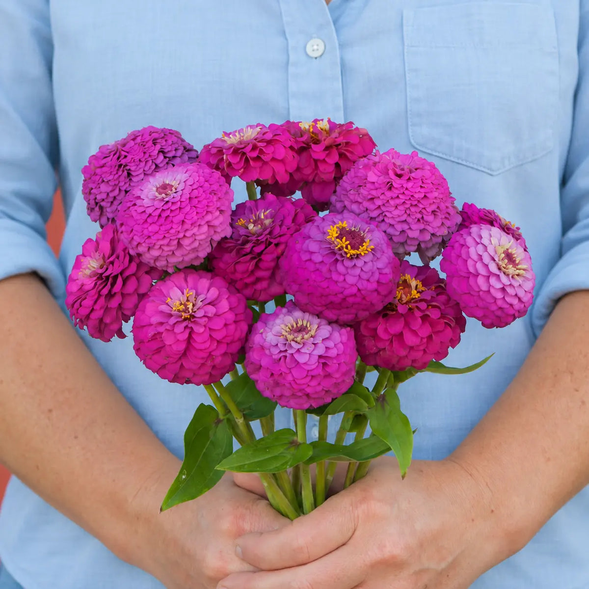 Zinnia Carmín Oklahoma