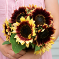Girasol Florencia