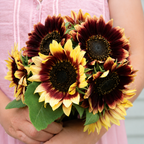 Girasol Florencia