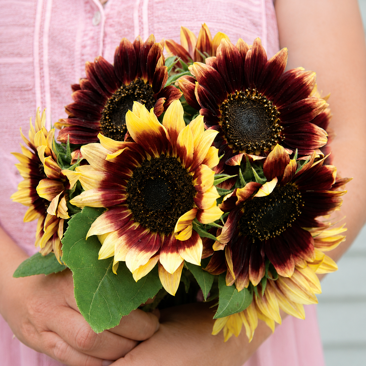 Girasol Florencia