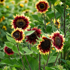 Girasol Florencia