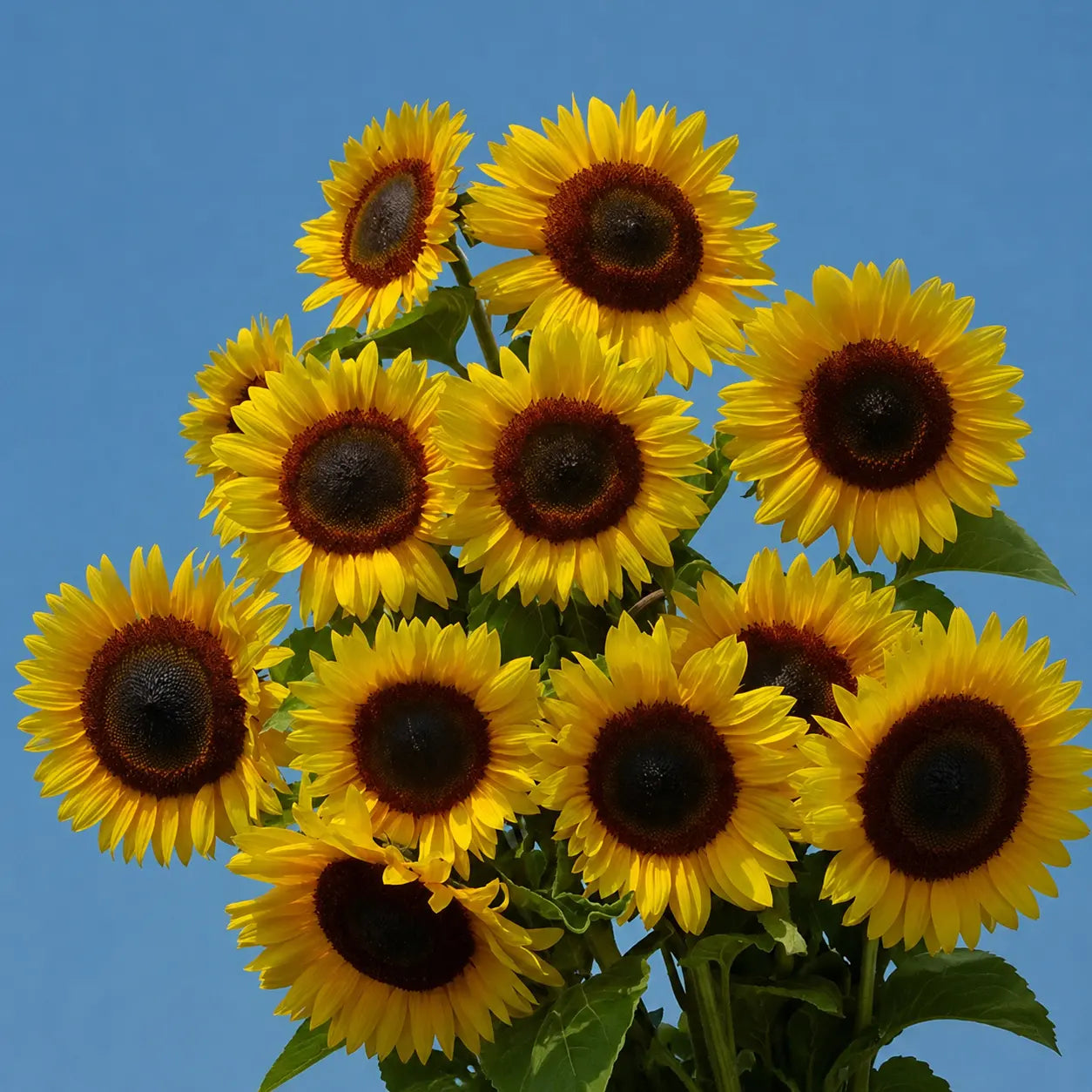 Girasol Full Sun Improved F1