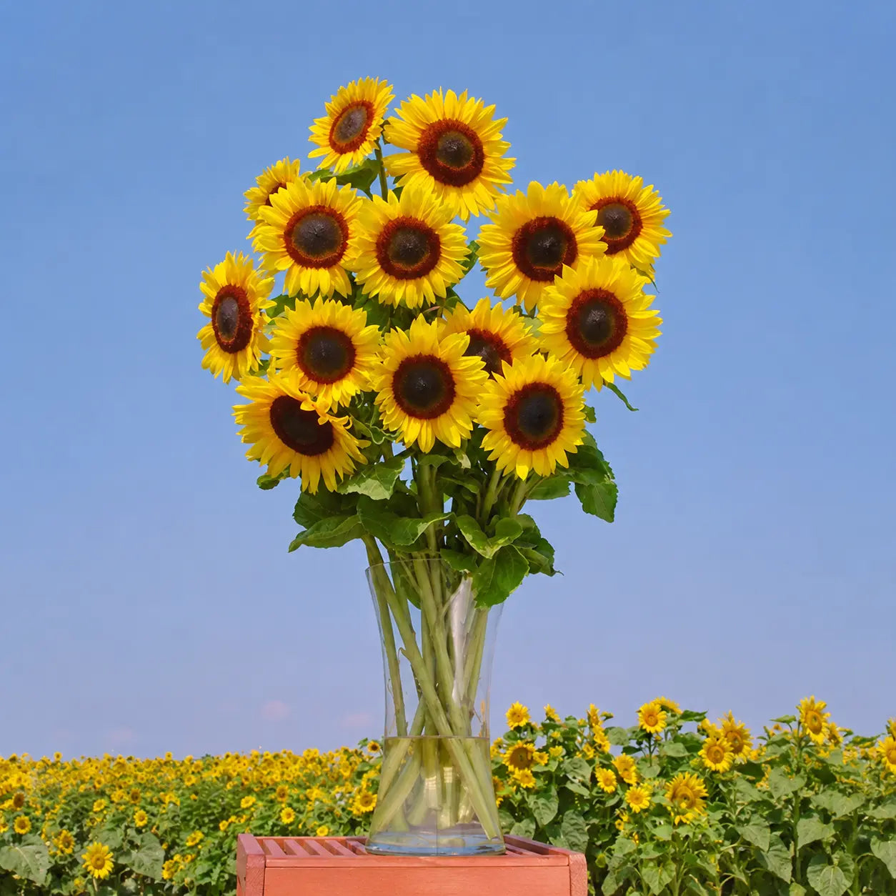 Girasol Full Sun Improved F1
