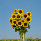 Girasol Full Sun Improved F1