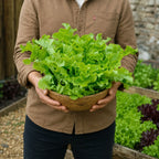 Lechuga Green Salad Bowl