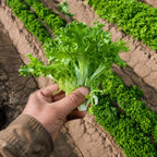 Lechuga Tango