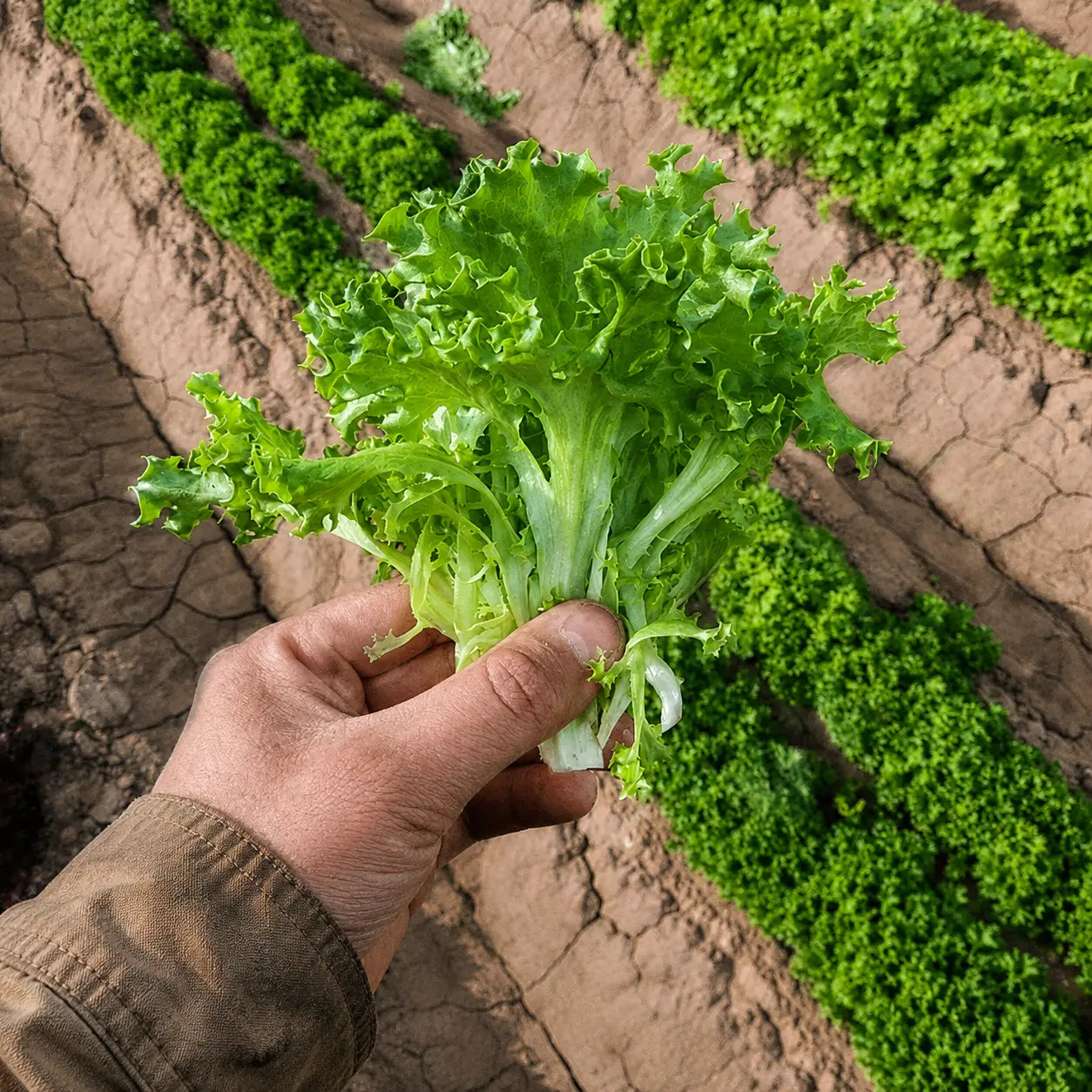 Lechuga Tango