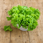 Lechuga Tango