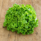 Lechuga Tango