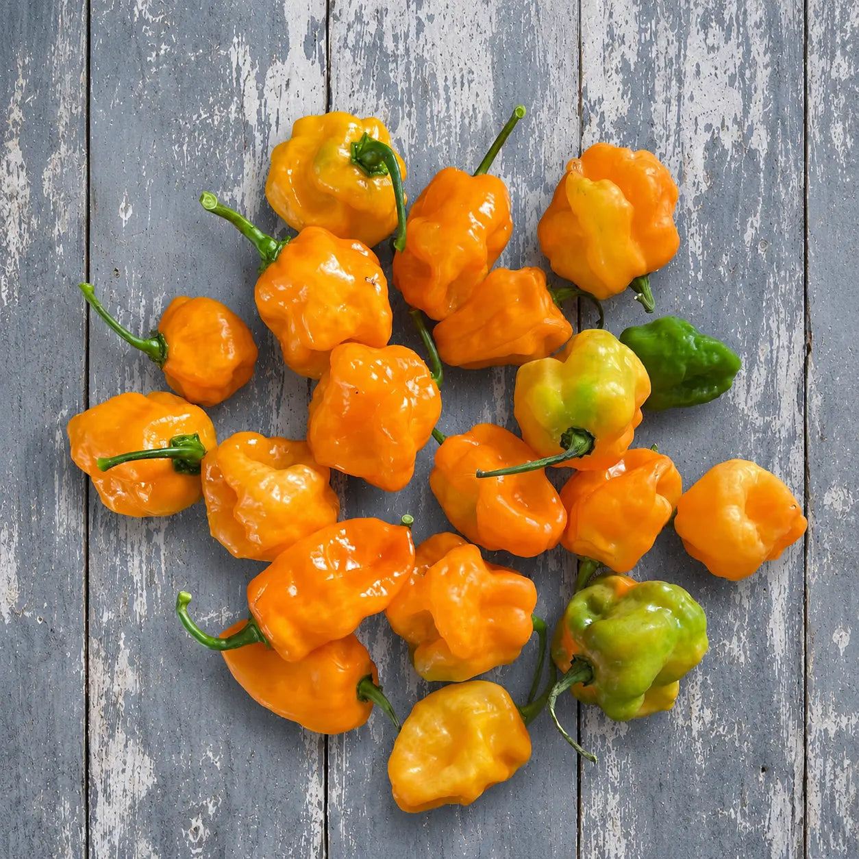 Chile Habanero Naranja