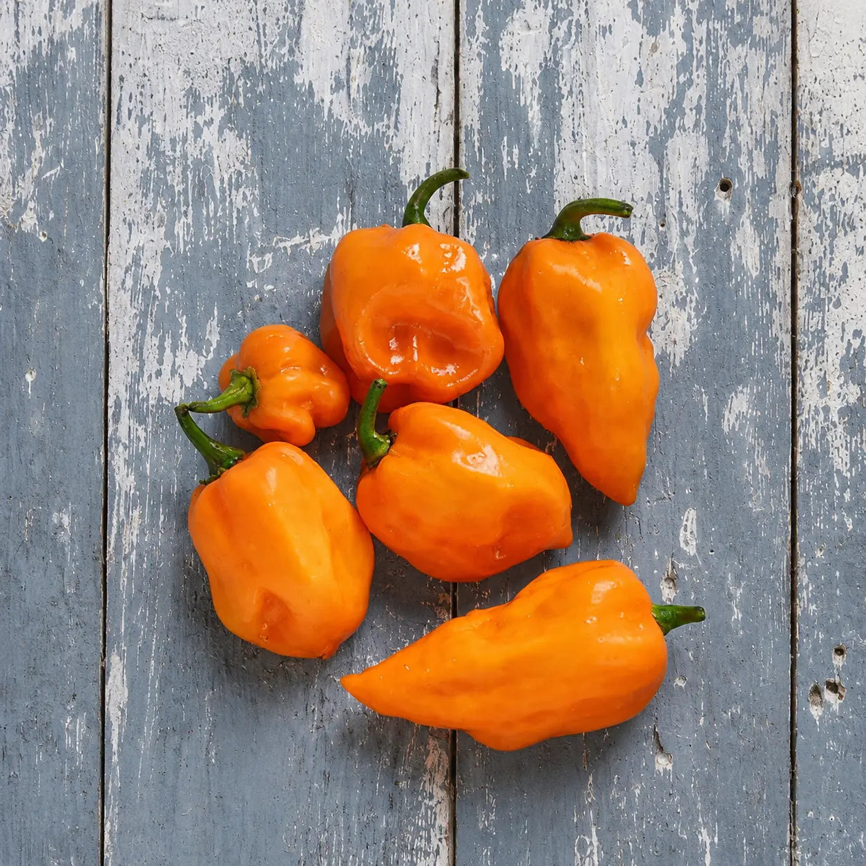 Chile Habanero Naranja