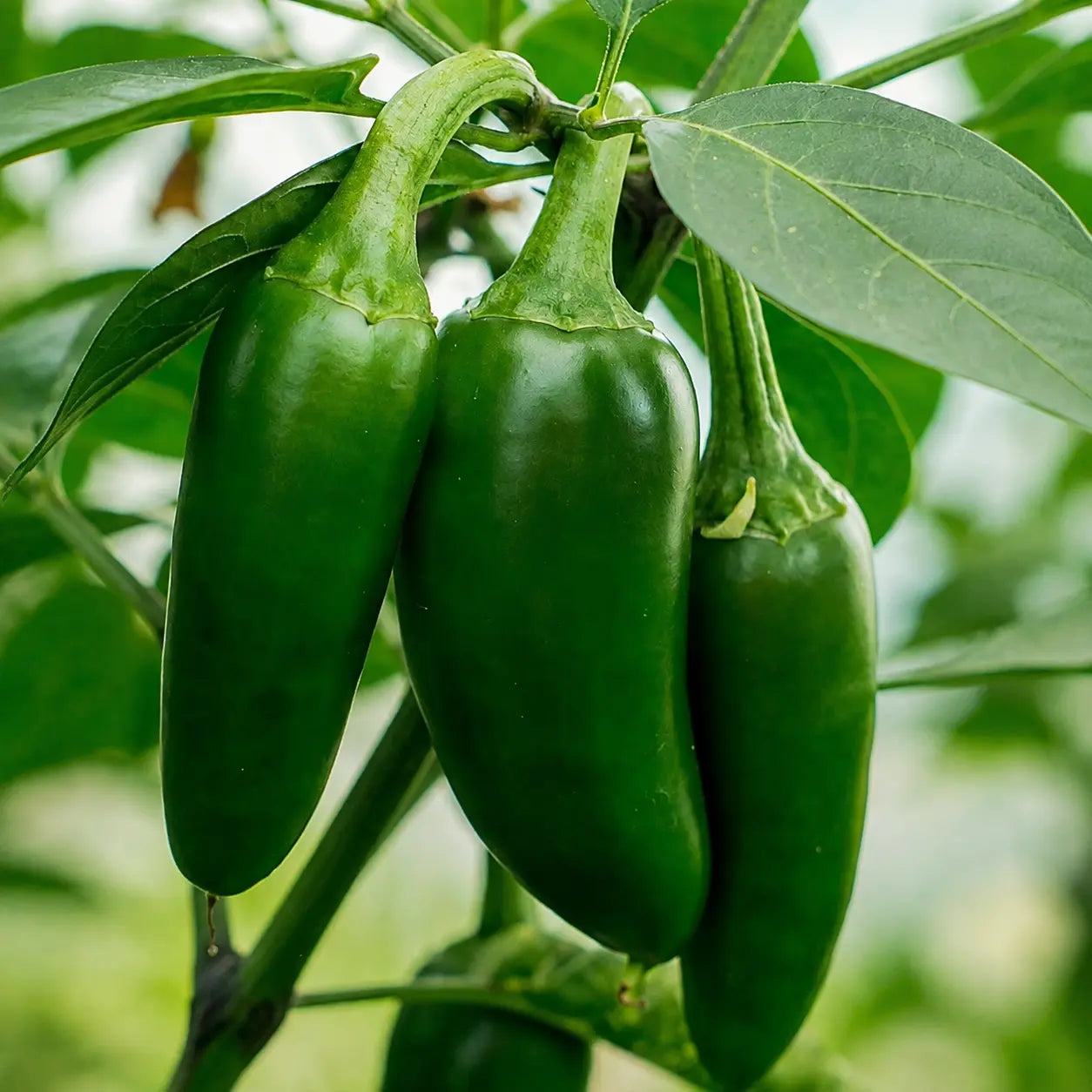 Chile Jalapeño