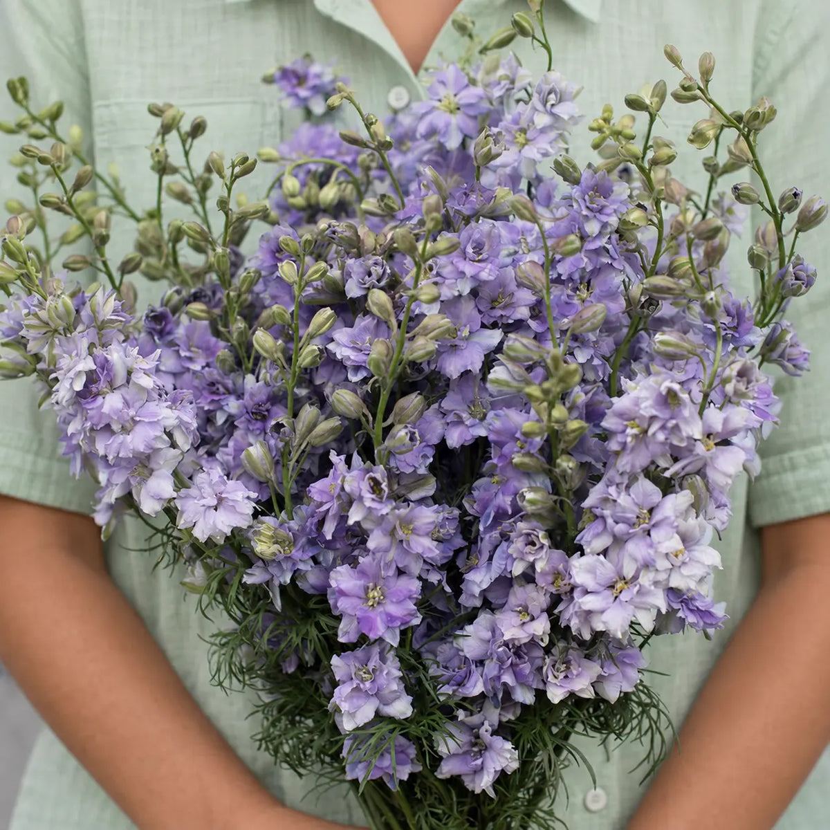 Larkspur QIS™ Azul Lavanda