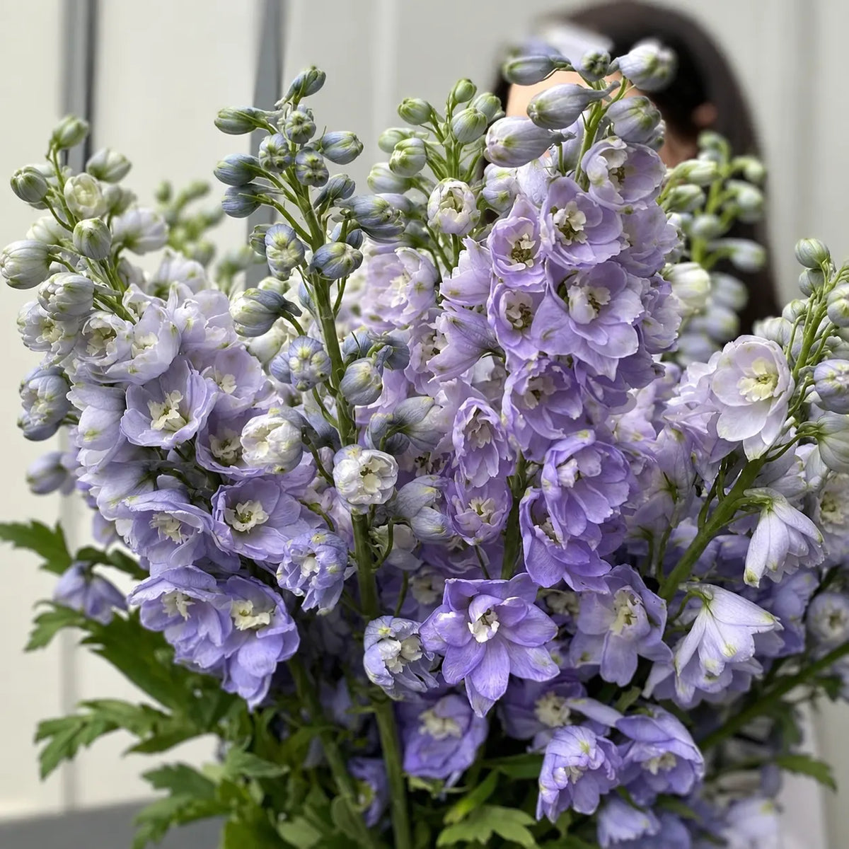 Larkspur QIS™ Azul Lavanda