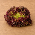 Lechuga Lollo Rosa