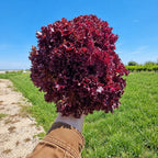 Lechuga Lollo Rosa