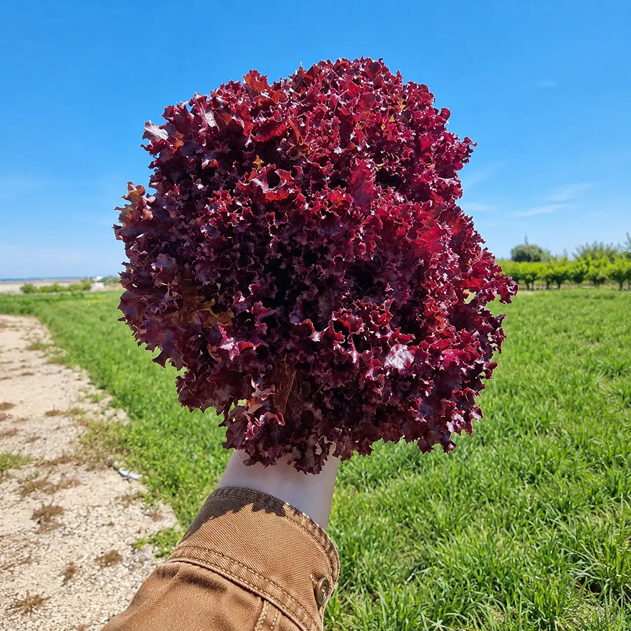 Lechuga Lollo Rosa
