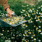 Manzanilla Chamomile