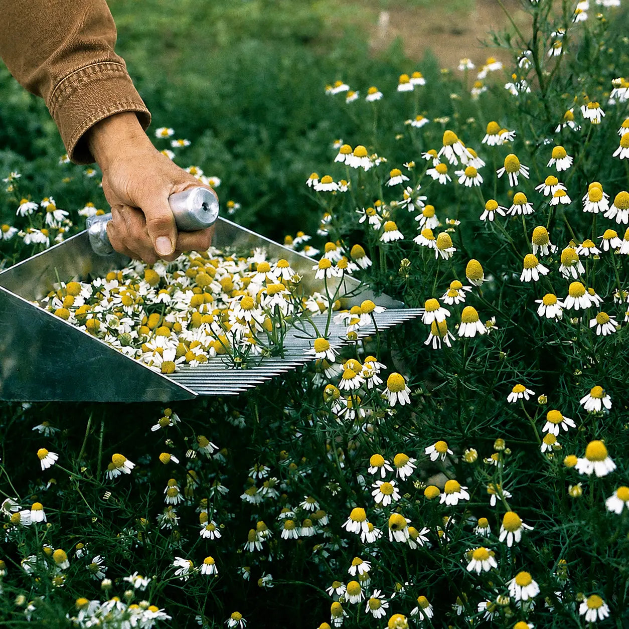 Manzanilla Chamomile