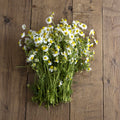 Manzanilla Chamomile