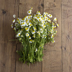 Manzanilla Chamomile