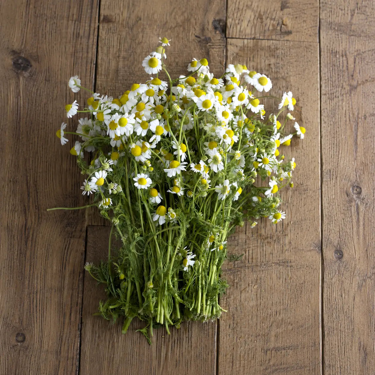 Manzanilla Chamomile