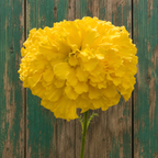 Marigold Amarillo gigante F1
