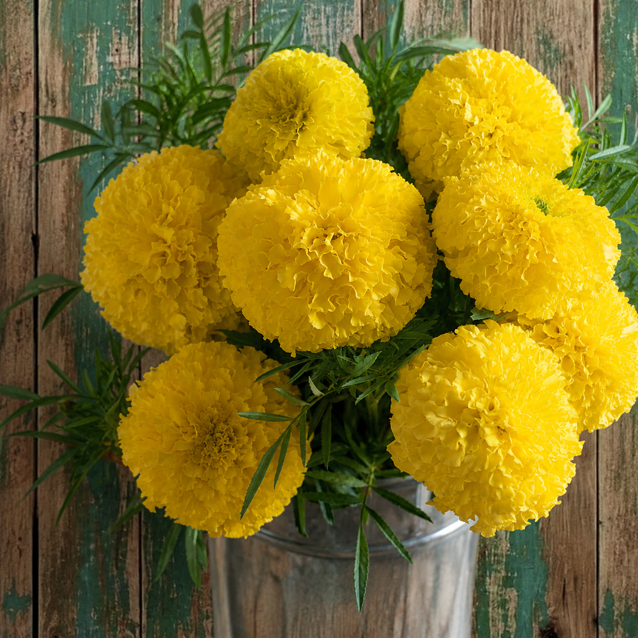 Marigold Amarillo gigante F1