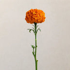 Marigold Xochilt