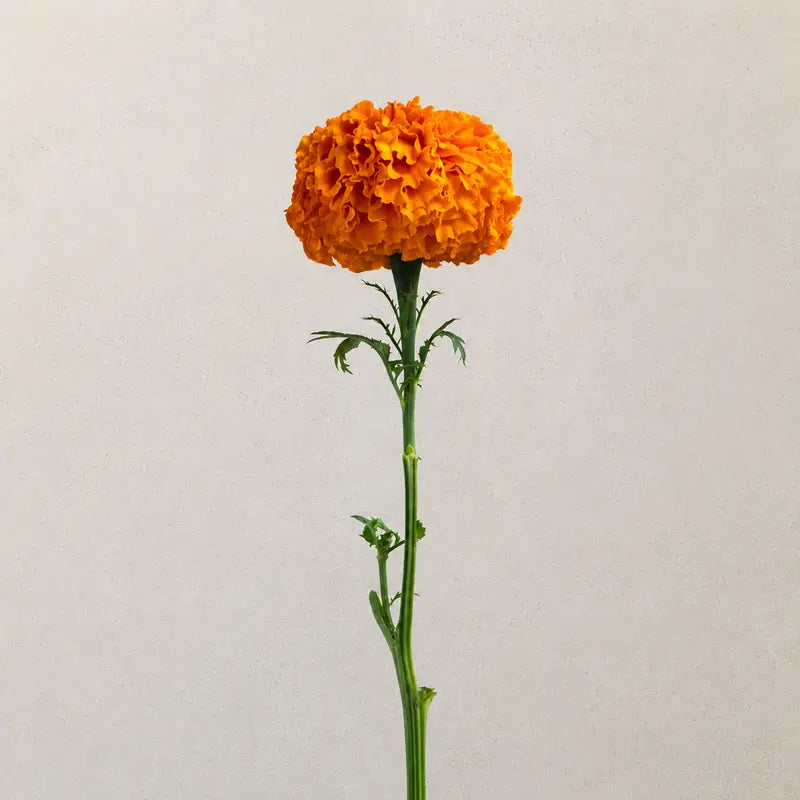 Marigold Xochilt