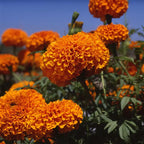 Marigold Xochilt